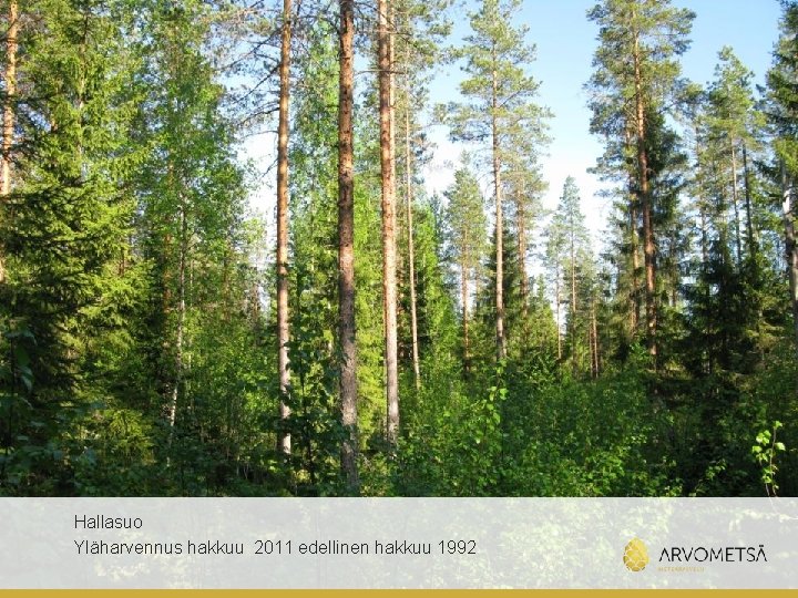Hallasuo Yläharvennus hakkuu 2011 edellinen hakkuu 1992 NORDIC FOREST FUNDIN METSÄSIJOITUSSTRATEGIA 