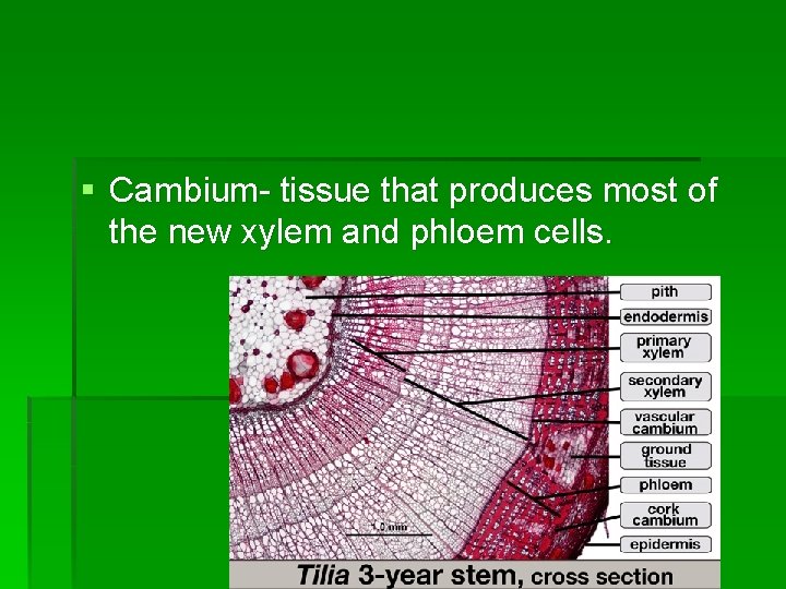 § Cambium- tissue that produces most of the new xylem and phloem cells. 