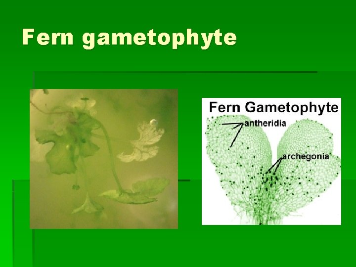 Fern gametophyte 