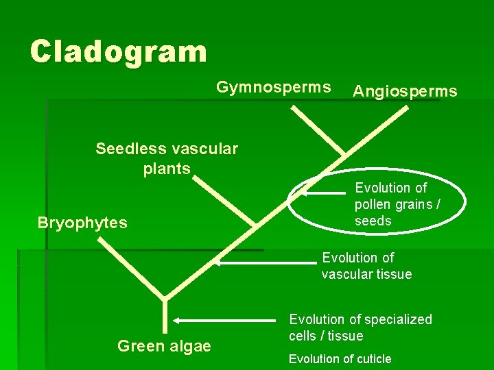 Cladogram Gymnosperms Angiosperms Seedless vascular plants Bryophytes Evolution of pollen grains / seeds Evolution