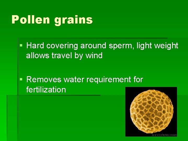 Pollen grains § Hard covering around sperm, light weight allows travel by wind §