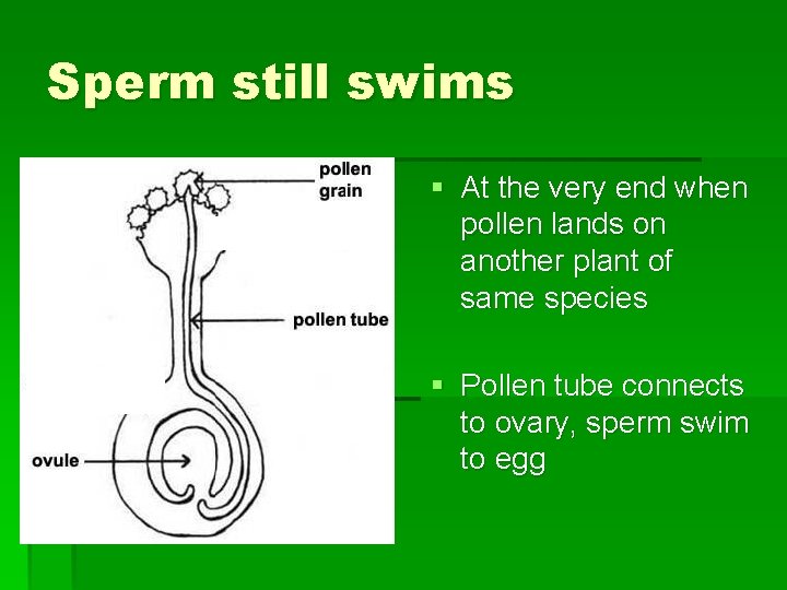 Sperm still swims § At the very end when pollen lands on another plant