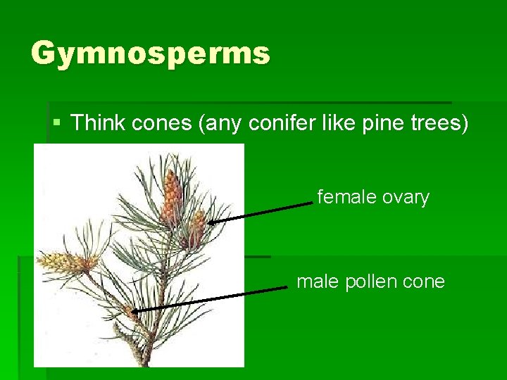 Gymnosperms § Think cones (any conifer like pine trees) female ovary male pollen cone