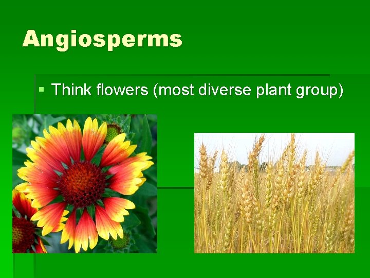 Angiosperms § Think flowers (most diverse plant group) 