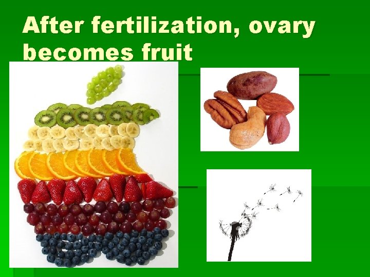 After fertilization, ovary becomes fruit 