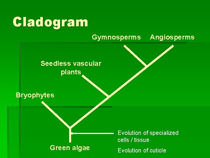 Cladogram Gymnosperms Angiosperms Seedless vascular plants Bryophytes Evolution of specialized cells / tissue Green