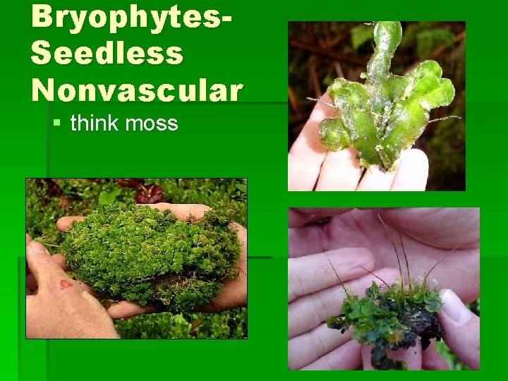 Bryophytes. Seedless Nonvascular § think moss 