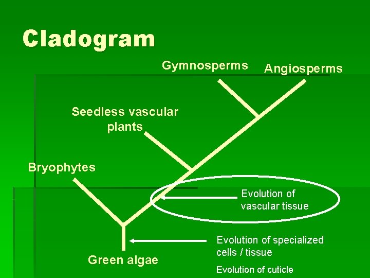 Cladogram Gymnosperms Angiosperms Seedless vascular plants Bryophytes Evolution of vascular tissue Green algae Evolution