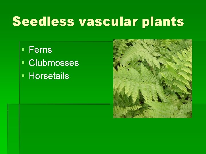 Seedless vascular plants § § § Ferns Clubmosses Horsetails 