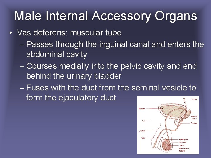 Male Internal Accessory Organs • Vas deferens: muscular tube – Passes through the inguinal