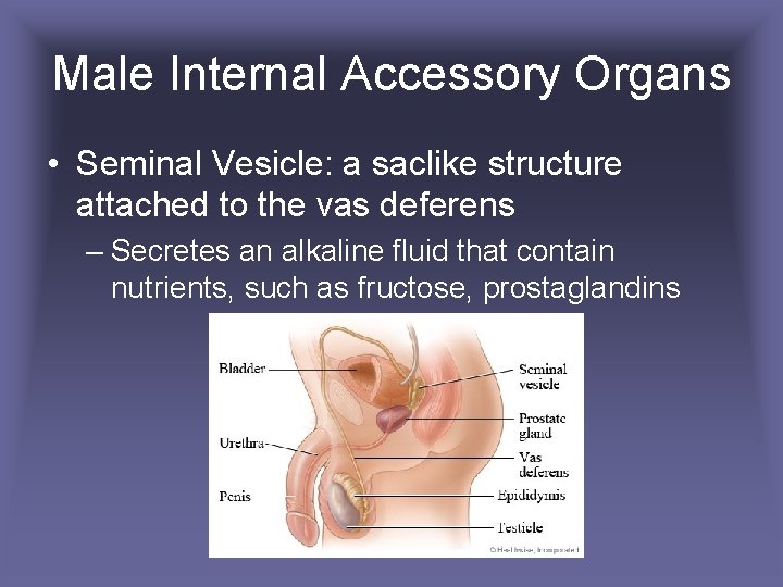 Male Internal Accessory Organs • Seminal Vesicle: a saclike structure attached to the vas