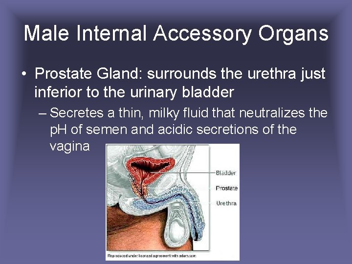 Male Internal Accessory Organs • Prostate Gland: surrounds the urethra just inferior to the