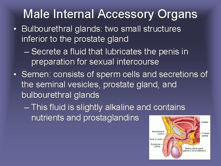 Male Internal Accessory Organs • Bulbourethral glands: two small structures inferior to the prostate