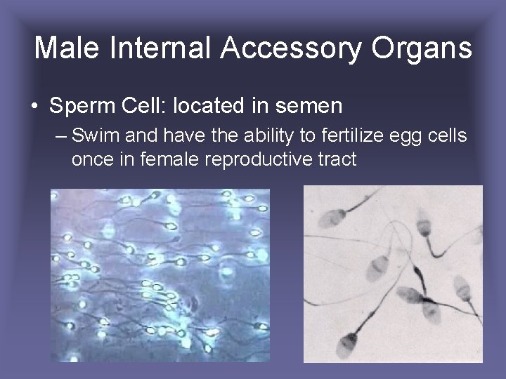 Male Internal Accessory Organs • Sperm Cell: located in semen – Swim and have