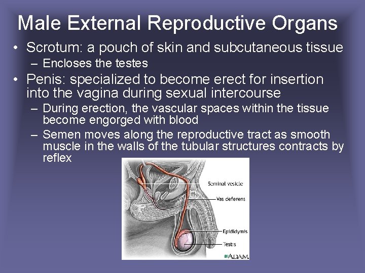 Male External Reproductive Organs • Scrotum: a pouch of skin and subcutaneous tissue –