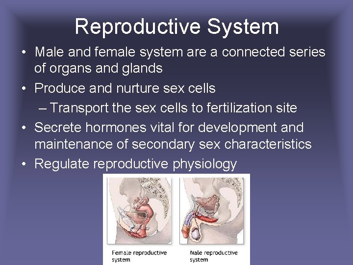 Reproductive System • Male and female system are a connected series of organs and