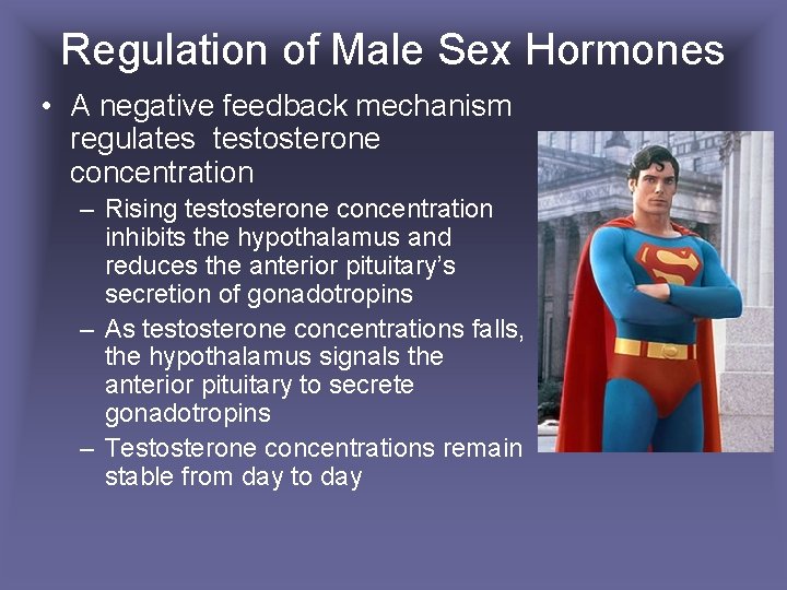 Regulation of Male Sex Hormones • A negative feedback mechanism regulates testosterone concentration –