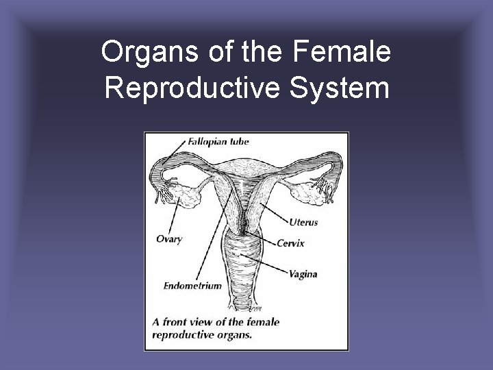 Organs of the Female Reproductive System 