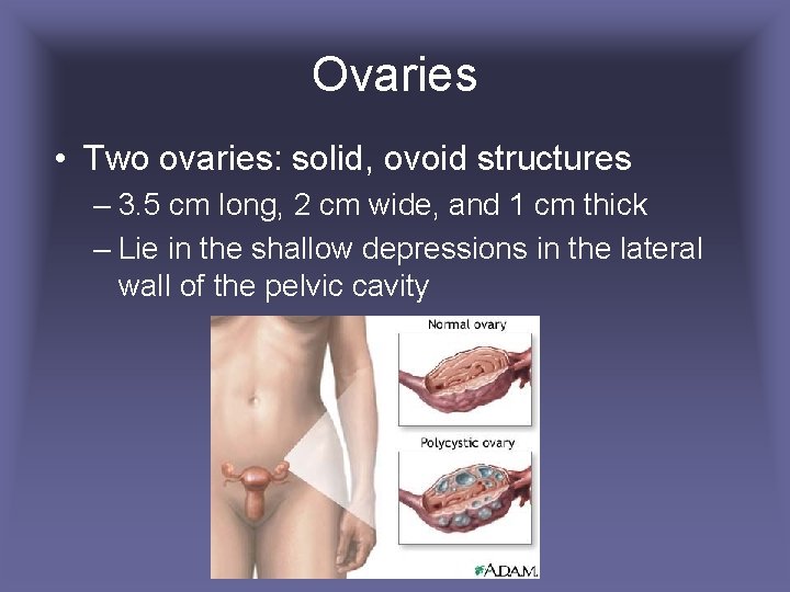 Ovaries • Two ovaries: solid, ovoid structures – 3. 5 cm long, 2 cm