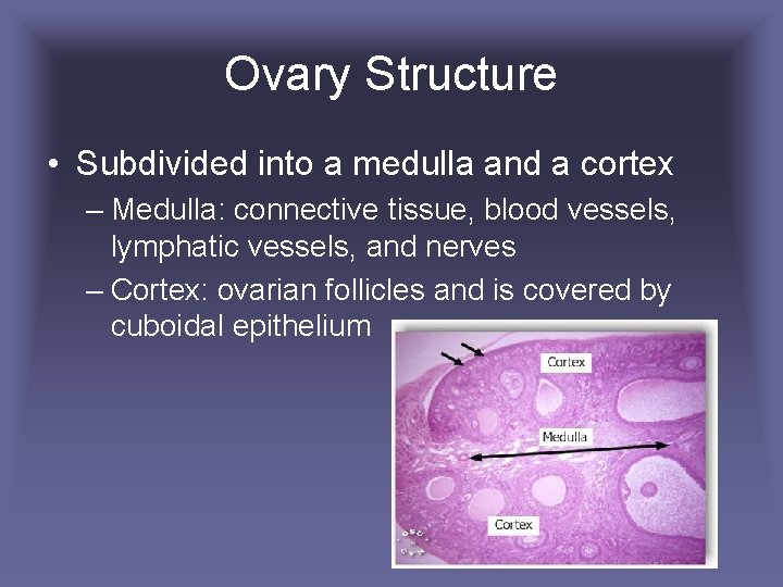 Ovary Structure • Subdivided into a medulla and a cortex – Medulla: connective tissue,