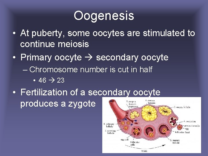 Oogenesis • At puberty, some oocytes are stimulated to continue meiosis • Primary oocyte
