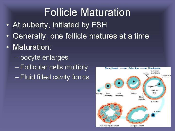 Follicle Maturation • At puberty, initiated by FSH • Generally, one follicle matures at