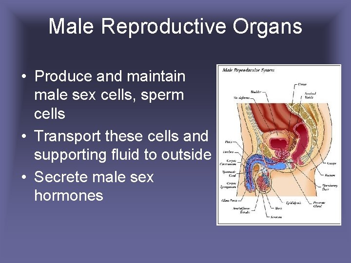 Male Reproductive Organs • Produce and maintain male sex cells, sperm cells • Transport