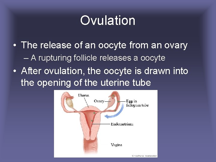 Ovulation • The release of an oocyte from an ovary – A rupturing follicle