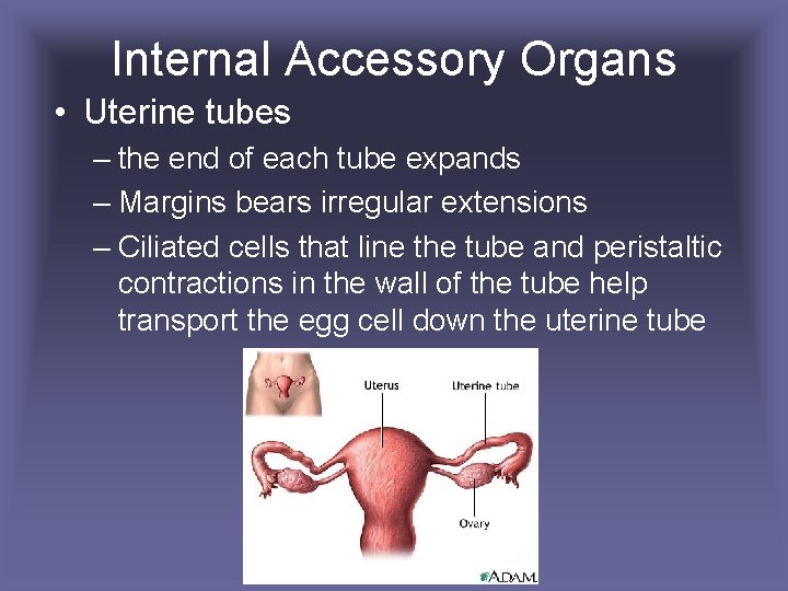 Internal Accessory Organs • Uterine tubes – the end of each tube expands –