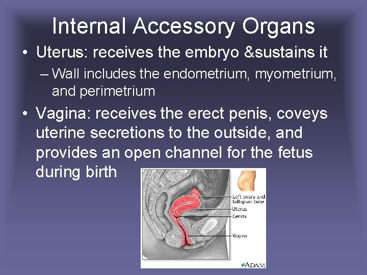 Internal Accessory Organs • Uterus: receives the embryo &sustains it – Wall includes the