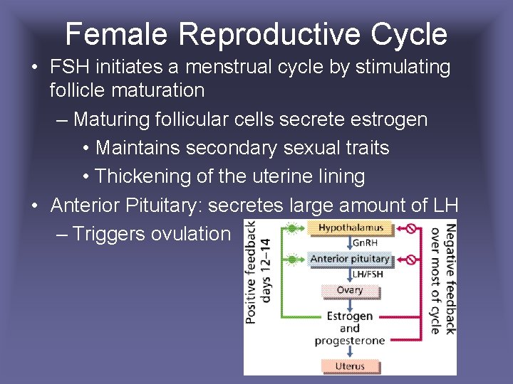 Female Reproductive Cycle • FSH initiates a menstrual cycle by stimulating follicle maturation –