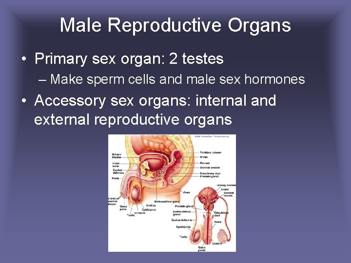 Male Reproductive Organs • Primary sex organ: 2 testes – Make sperm cells and