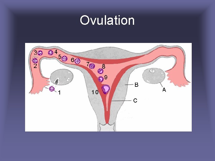 Ovulation 