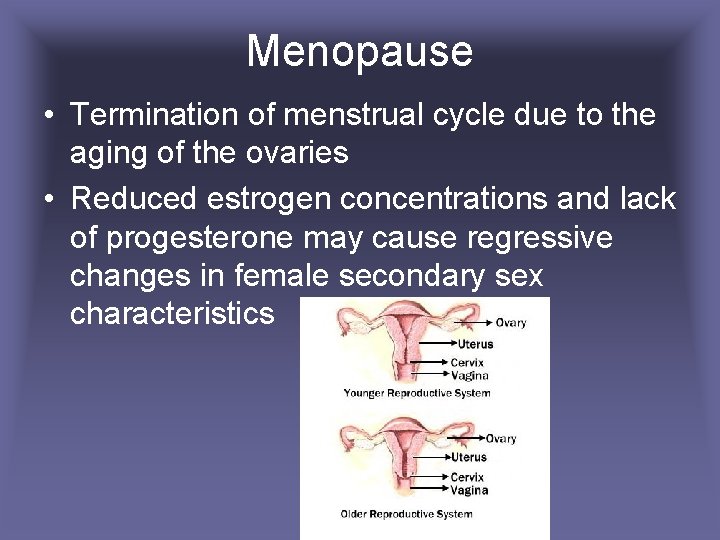 Menopause • Termination of menstrual cycle due to the aging of the ovaries •