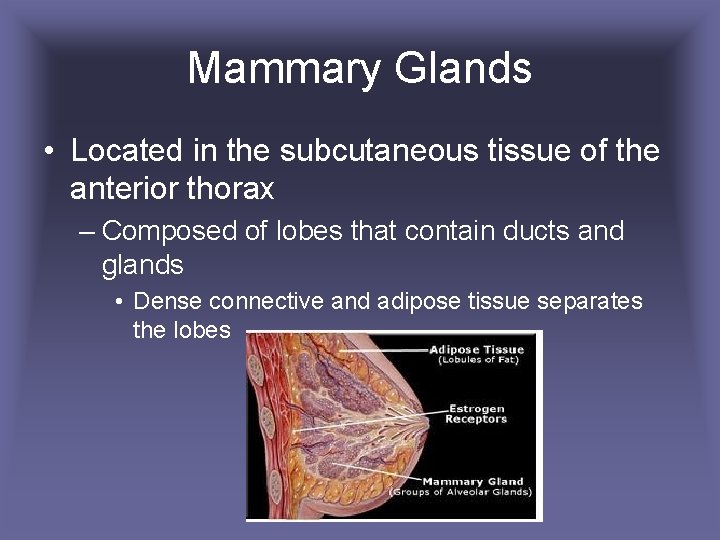 Mammary Glands • Located in the subcutaneous tissue of the anterior thorax – Composed