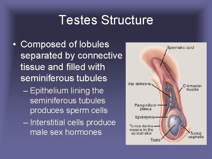 Testes Structure • Composed of lobules separated by connective tissue and filled with seminiferous