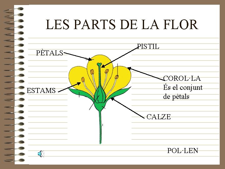 LES PARTS DE LA FLOR PÈTALS ESTAMS PISTIL COROL·LA És el conjunt de pètals