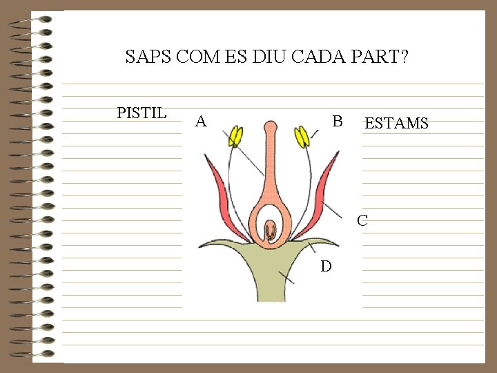 SAPS COM ES DIU CADA PART? PISTIL A B ESTAMS C D 