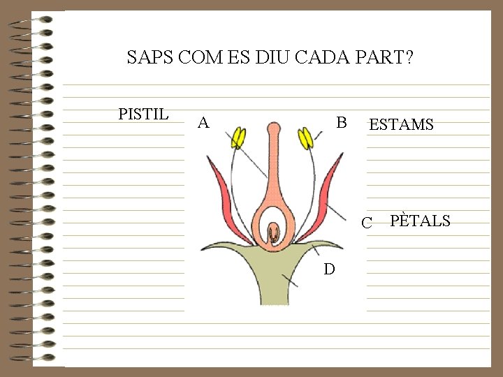 SAPS COM ES DIU CADA PART? PISTIL A B ESTAMS C D PÈTALS 