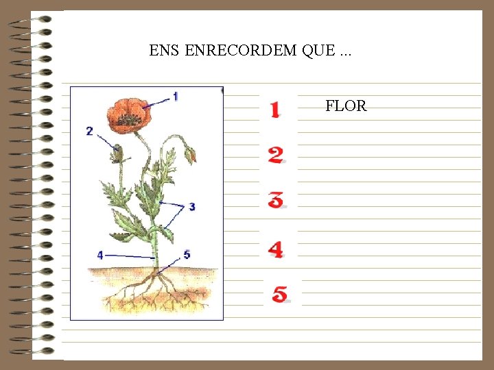 ENS ENRECORDEM QUE. . . FLOR 