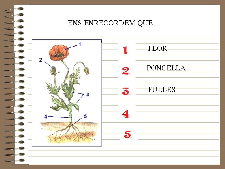 ENS ENRECORDEM QUE. . . FLOR PONCELLA FULLES 