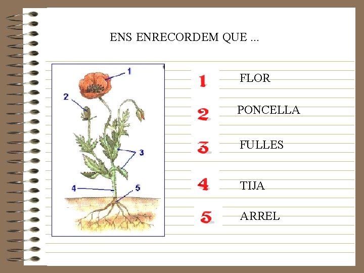 ENS ENRECORDEM QUE. . . FLOR PONCELLA FULLES TIJA ARREL 