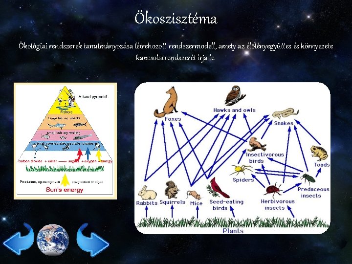 Ökoszisztéma Ökológiai rendszerek tanulmányozása létrehozott rendszermodell, amely az élőlényegyüttes és környezete kapcsolatrendszerét írja le.