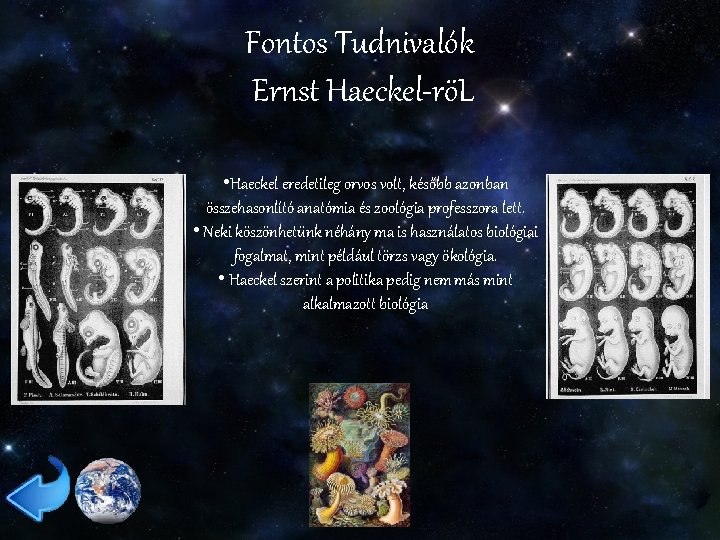 Fontos Tudnivalók Ernst Haeckel-röL • Haeckel eredetileg orvos volt, később azonban összehasonlító anatómia és