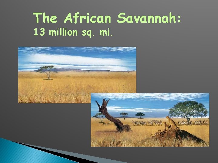 The African Savannah: 13 million sq. mi. 