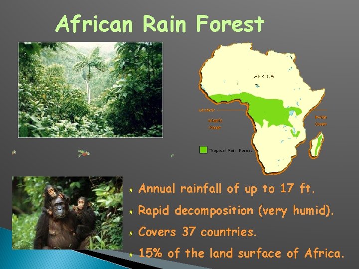 African Rain Forest # Annual rainfall of up to 17 ft. # Rapid decomposition