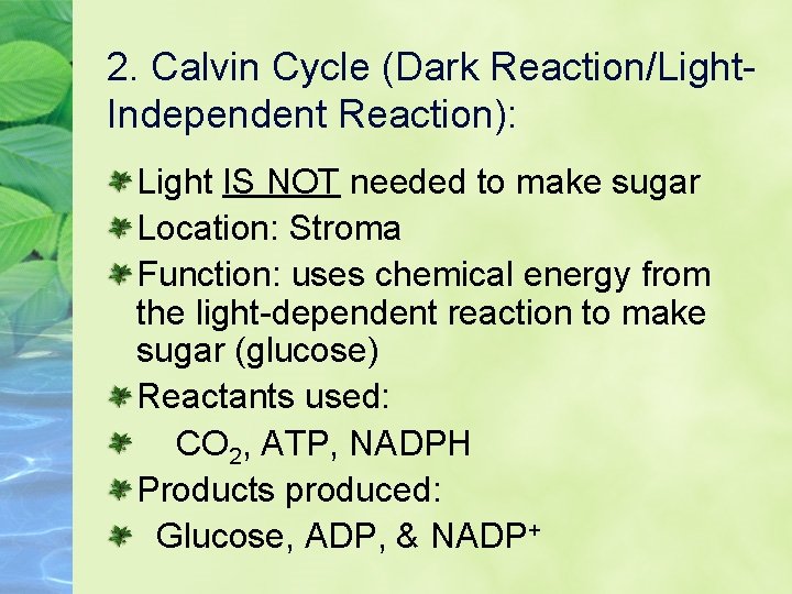 2. Calvin Cycle (Dark Reaction/Light. Independent Reaction): Light IS NOT needed to make sugar