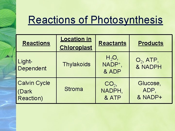 Reactions of Photosynthesis Reactions Light. Dependent Calvin Cycle (Dark Reaction) Location in Chloroplast Reactants