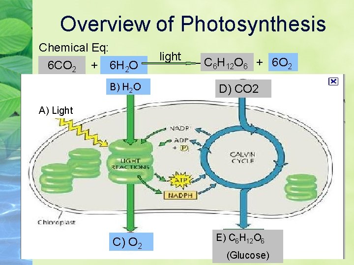 Overview of Photosynthesis Chemical Eq: 6 CO 2 + 6 H 2 O light