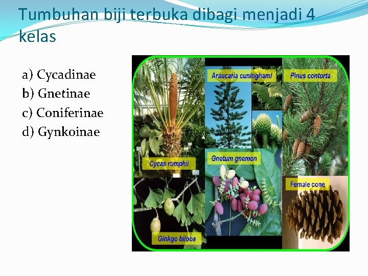 Tumbuhan biji terbuka dibagi menjadi 4 kelas a) Cycadinae b) Gnetinae c) Coniferinae d)
